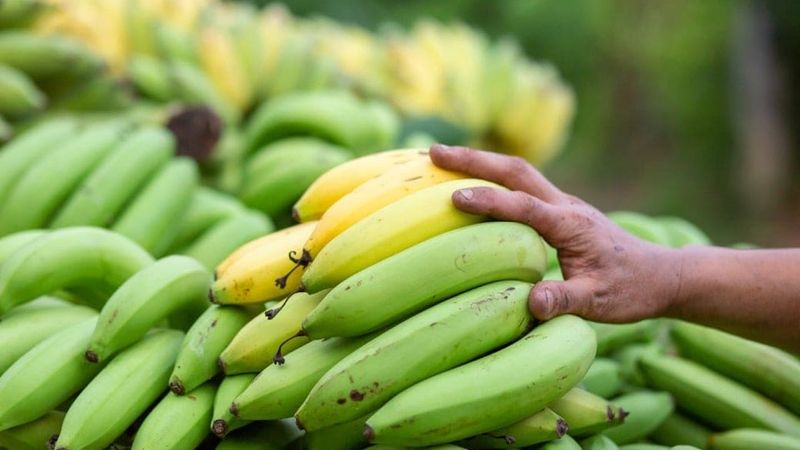 Green Banana - Dev Tandoor Industries